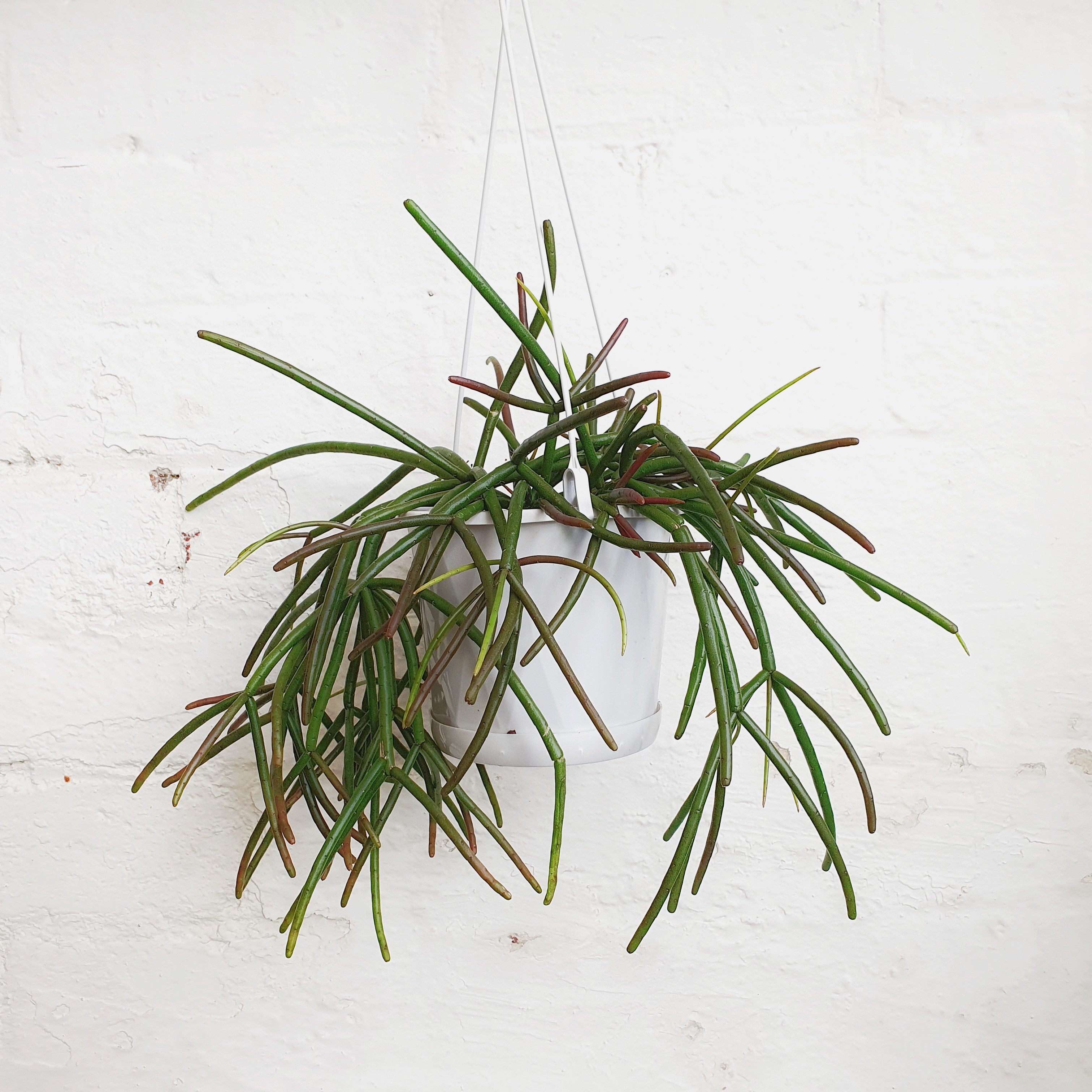 Rhipsalis Red Coral - 13cm pot